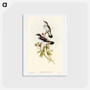 アートポストカード-White-tailed Robin
 - オーストラリアの鳥 Postcard.