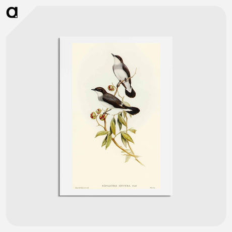 アートポストカード-White-tailed Robin
 - オーストラリアの鳥 Postcard.
