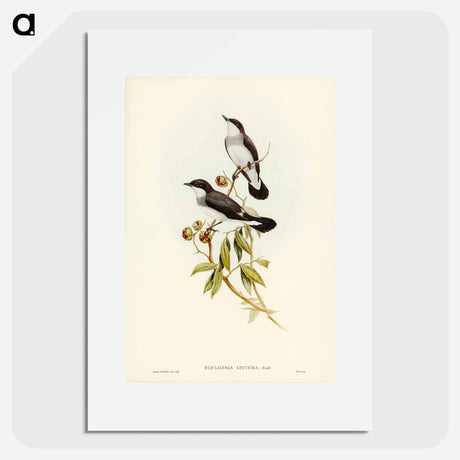 アートポスター-White-tailed Robin
- オーストラリアの鳥 Poster.