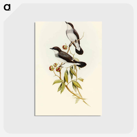 アートポストカード-White-tailed Robin
 - オーストラリアの鳥 Postcard.