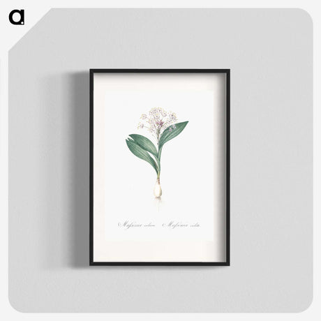 3-38_The-Lilies_blk