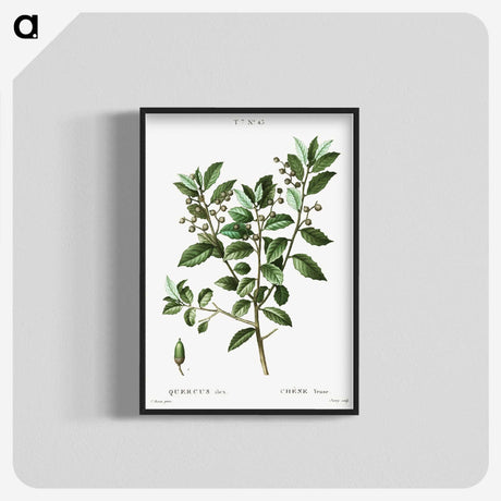 3-38_Treatise-on-Trees-and-Shrubs_blk-crop