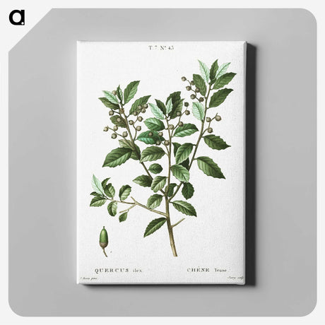 3-38_Treatise-on-Trees-and-Shrubs_canvas