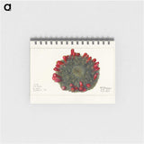 3-38_USDA-Watercolor-Fruit-Painting-Collection_memo