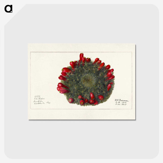 3-38_USDA-Watercolor-Fruit-Painting-Collection_postcard