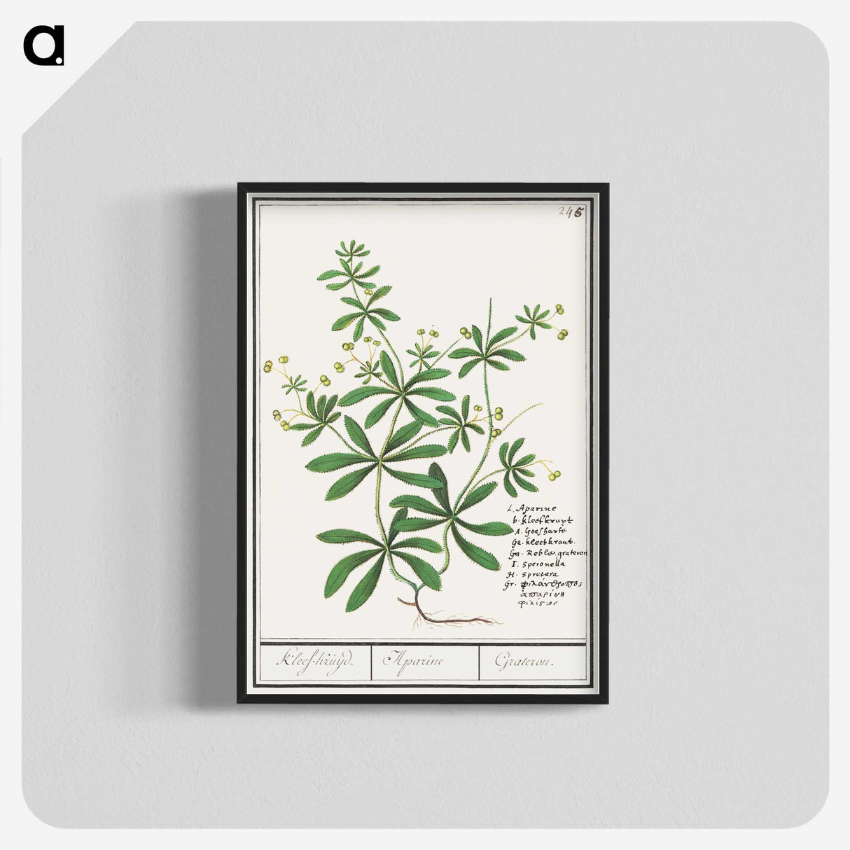 3-39_Anselmus-Boetius-de-Boodt_blk-crop