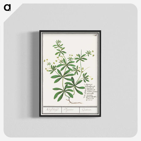 3-39_Anselmus-Boetius-de-Boodt_blk-crop