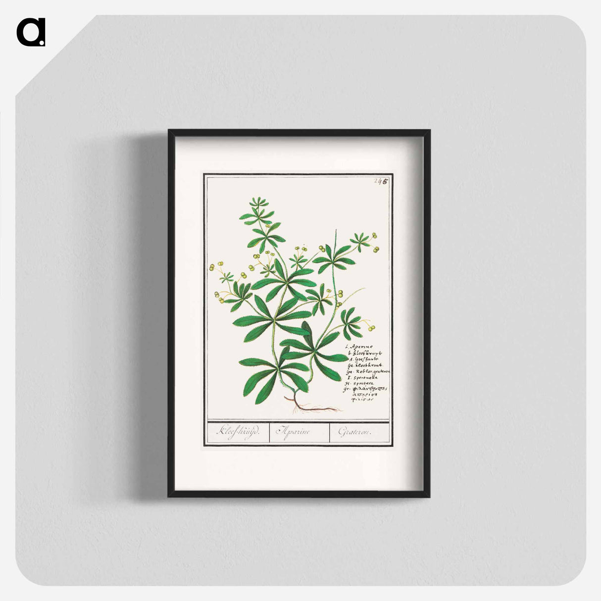Cleavers, Galium aparine - アンセルムス ボエティウス デ ブート Poster.