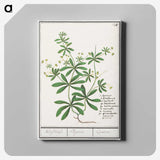 3-39_Anselmus-Boetius-de-Boodt_canvas