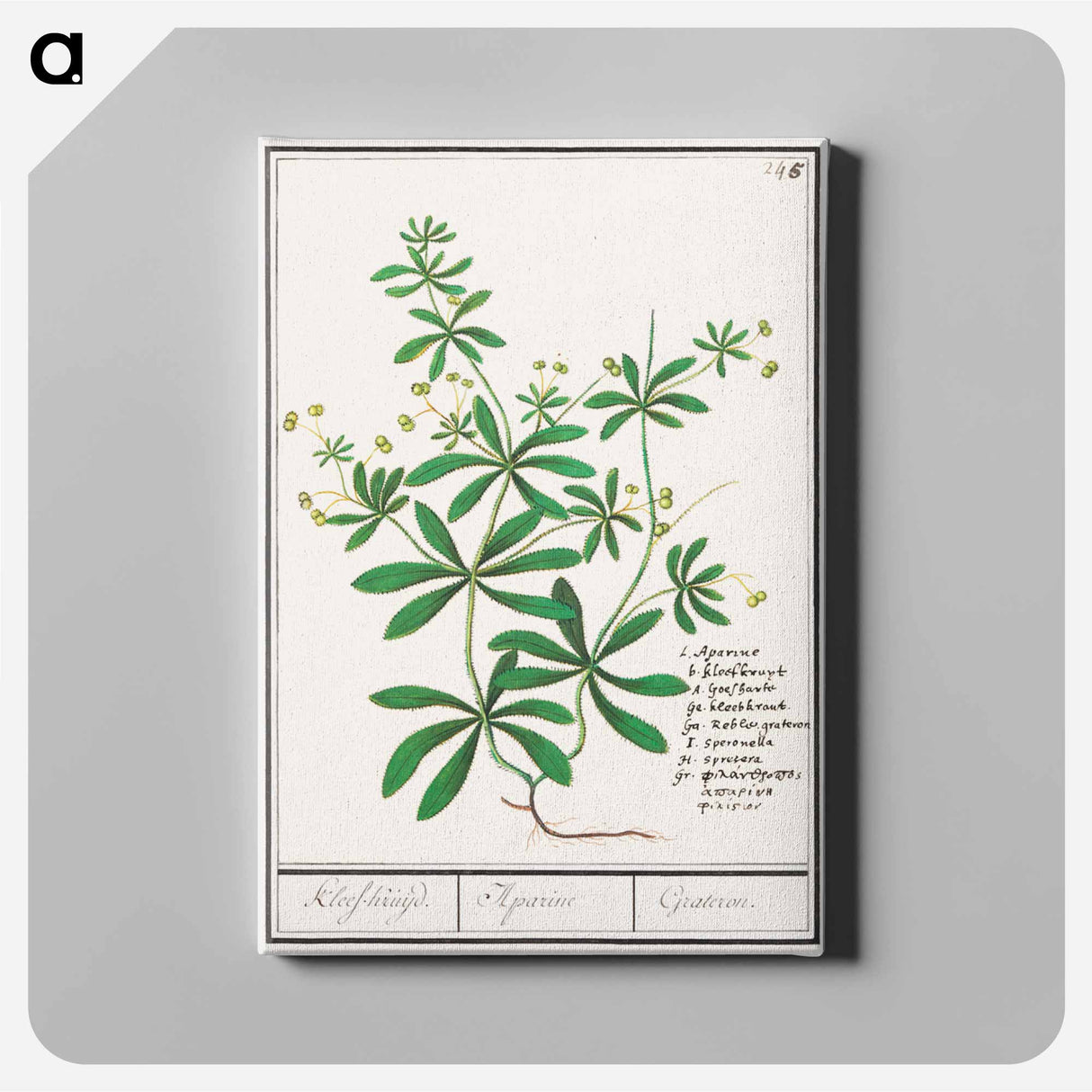 Cleavers, Galium aparine - アンセルムス ボエティウス デ ブート Canvas.