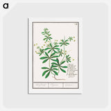 アートポストカード-Cleavers, Galium aparine - アンセルムス ボエティウス デ ブート Postcard.