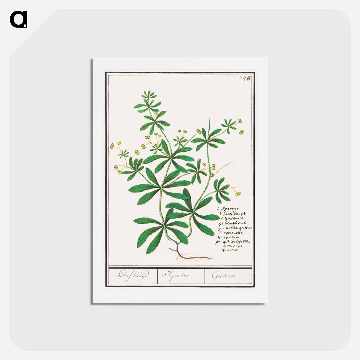 Cleavers, Galium aparine - アンセルムス ボエティウス デ ブート Postcard.