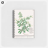 Cleavers, Galium aparine - アンセルムス ボエティウス デ ブート Memo.