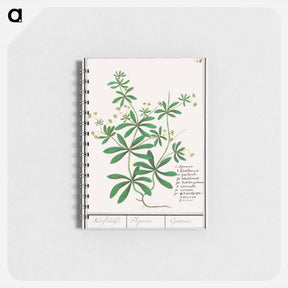 アートメモ帳-Cleavers, Galium aparine - アンセルムス ボエティウス デ ブート Memo.