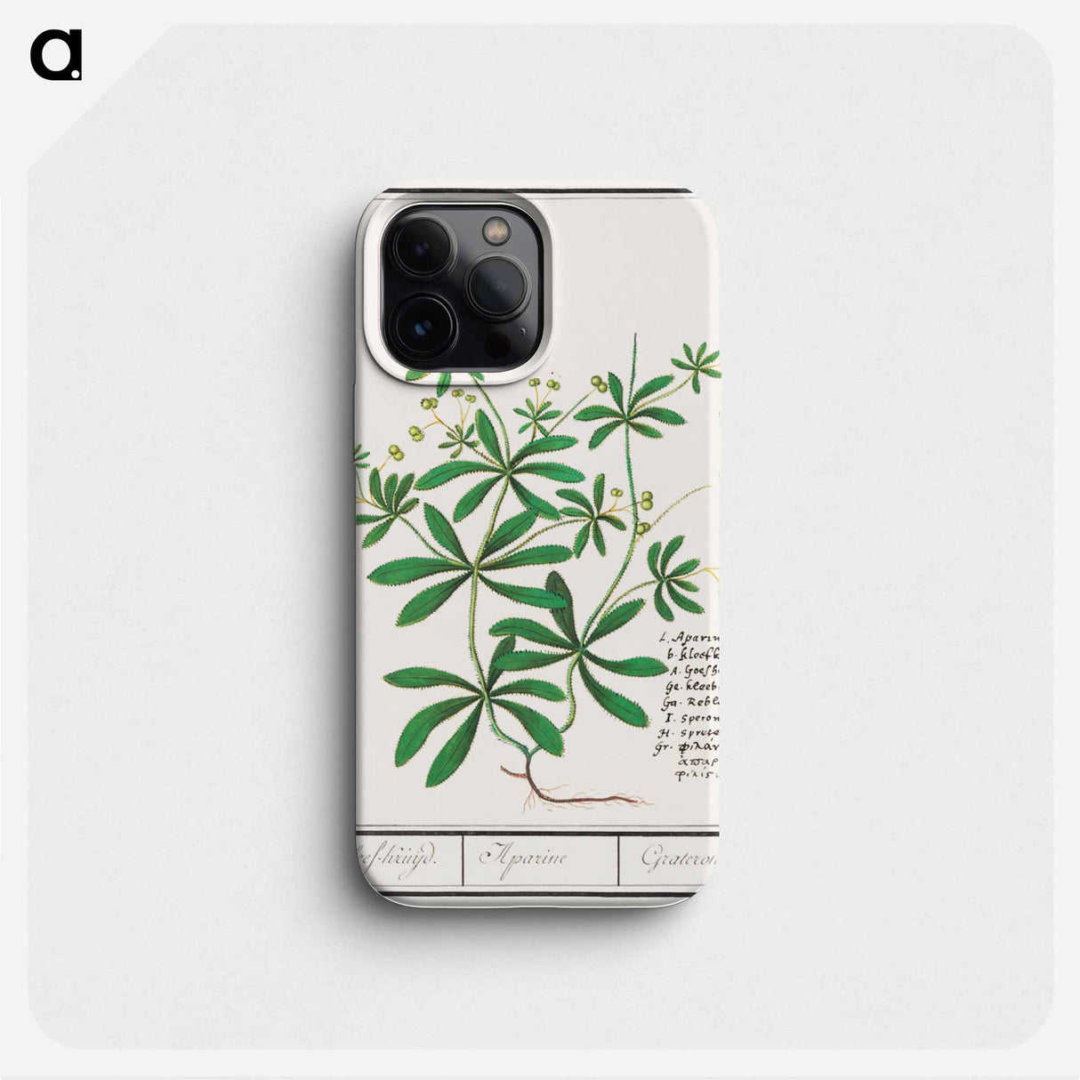 Cleavers, Galium aparine - アンセルムス ボエティウス デ ブート Phone Case.