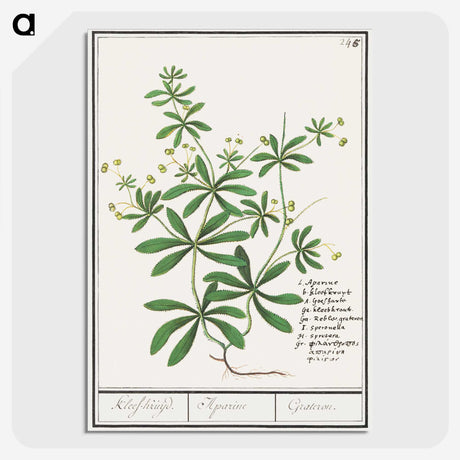 3-39_Anselmus-Boetius-de-Boodt_picture-crop