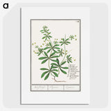 3-39_Anselmus-Boetius-de-Boodt_picture