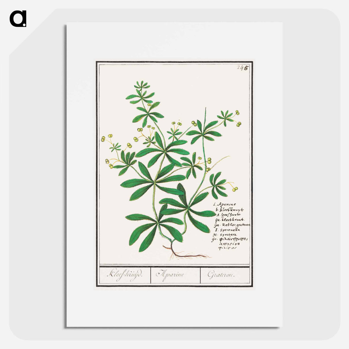 Cleavers, Galium aparine - アンセルムス ボエティウス デ ブート Poster.