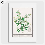 Cleavers, Galium aparine - アンセルムス ボエティウス デ ブート Poster.