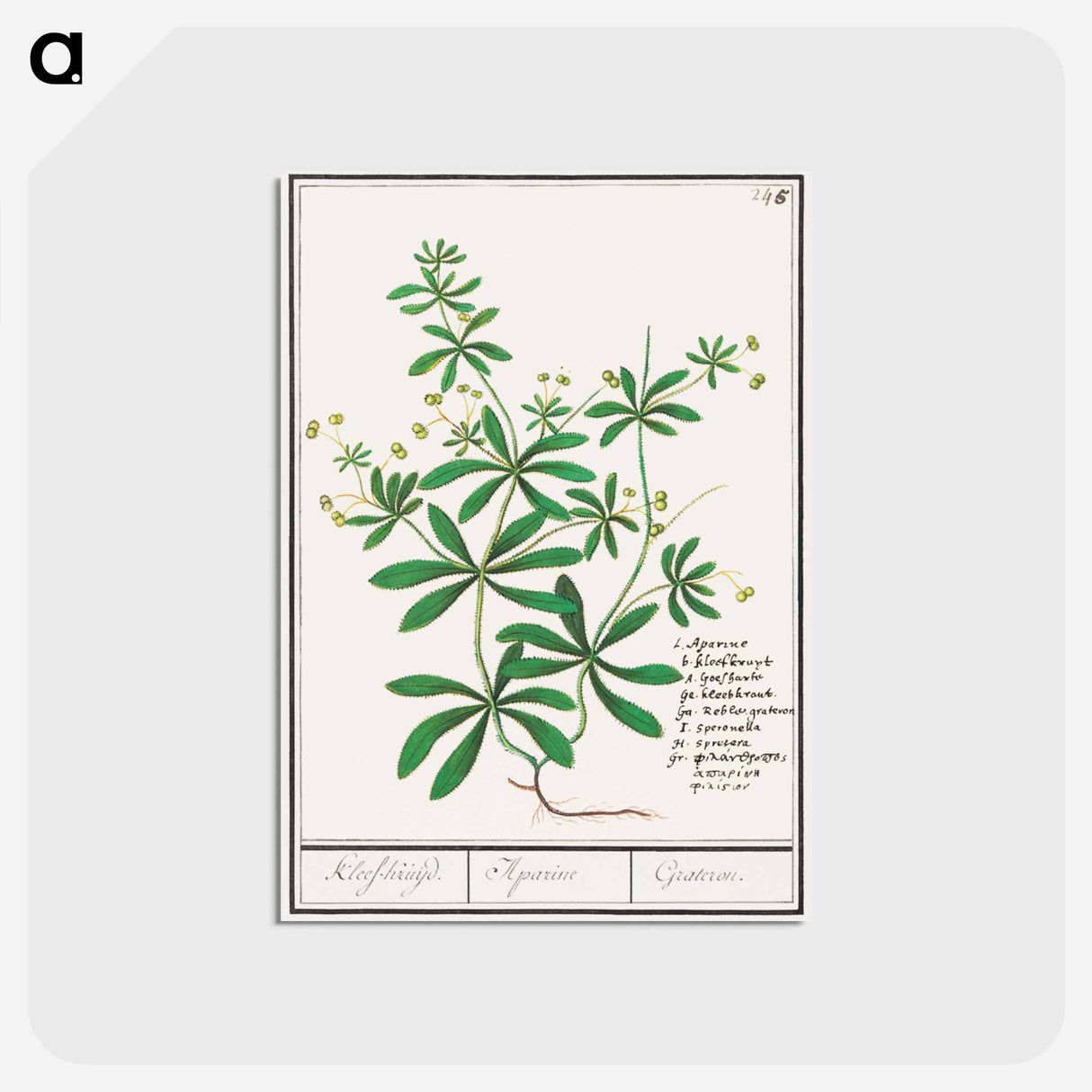 Cleavers, Galium aparine - アンセルムス ボエティウス デ ブート Postcard.