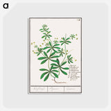 Cleavers, Galium aparine - アンセルムス ボエティウス デ ブート Postcard.