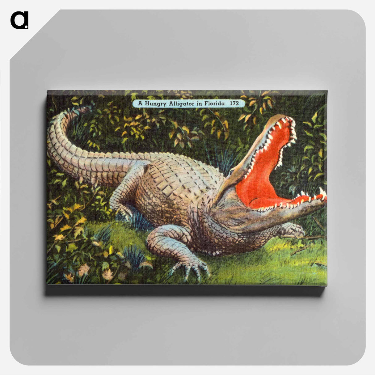 アートパネル-Florida Alligator
 - ボストン公共図書館 Canvas.