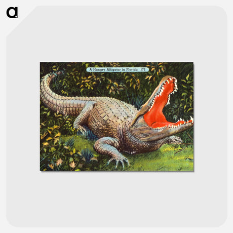 アートポストカード-Florida Alligator
 - ボストン公共図書館 Postcard.