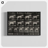 3-39_Eadweard-Muybridge_blk-crop