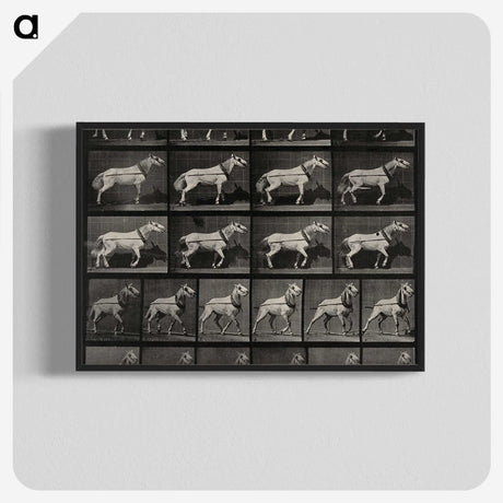 3-39_Eadweard-Muybridge_blk-crop