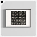 3-39_Eadweard-Muybridge_blk