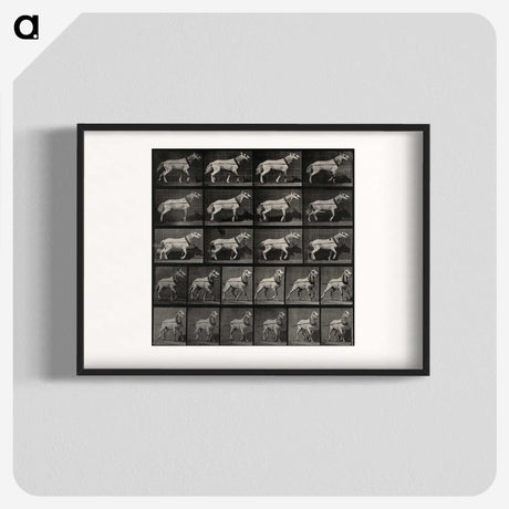 3-39_Eadweard-Muybridge_blk
