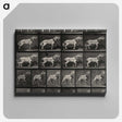 3-39_Eadweard-Muybridge_canvas