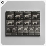 3-39_Eadweard-Muybridge_canvas