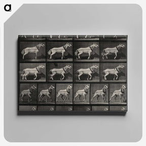 3-39_Eadweard-Muybridge_canvas