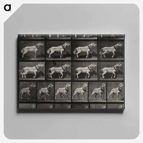 3-39_Eadweard-Muybridge_canvas
