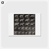 アートポストカード-Cart-Horse Pulling
 - エドワード マイブリッジ Postcard.