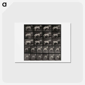 アートポストカード-Cart-Horse Pulling
 - エドワード マイブリッジ Postcard.