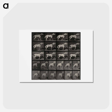 アートポストカード-Cart-Horse Pulling
 - エドワード マイブリッジ Postcard.
