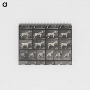 3-39_Eadweard-Muybridge_memo