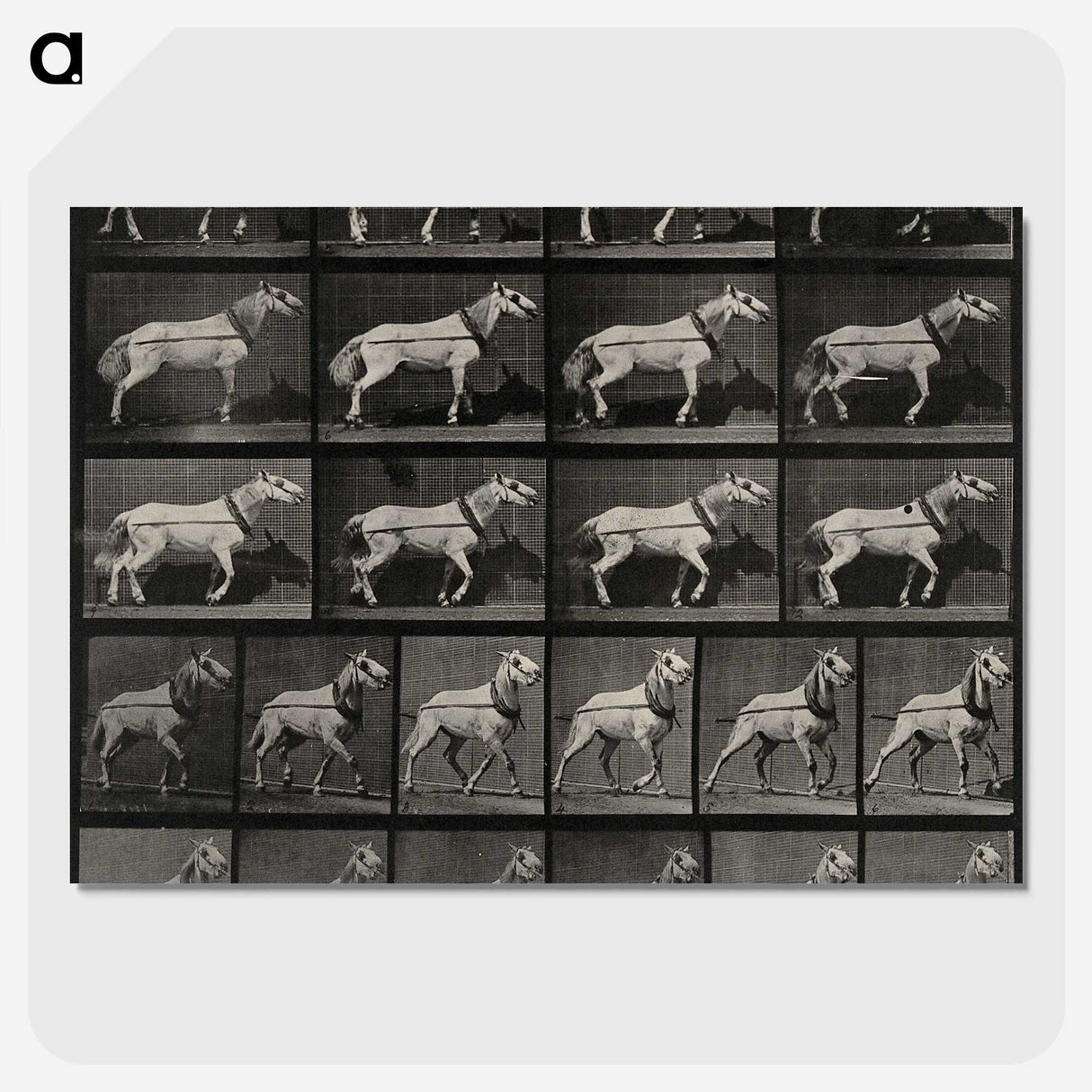 3-39_Eadweard-Muybridge_picture-crop