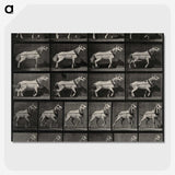 3-39_Eadweard-Muybridge_picture-crop