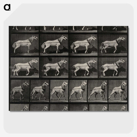3-39_Eadweard-Muybridge_picture-crop