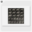 3-39_Eadweard-Muybridge_picture