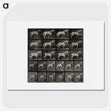 3-39_Eadweard-Muybridge_picture