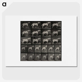 3-39_Eadweard-Muybridge_picture