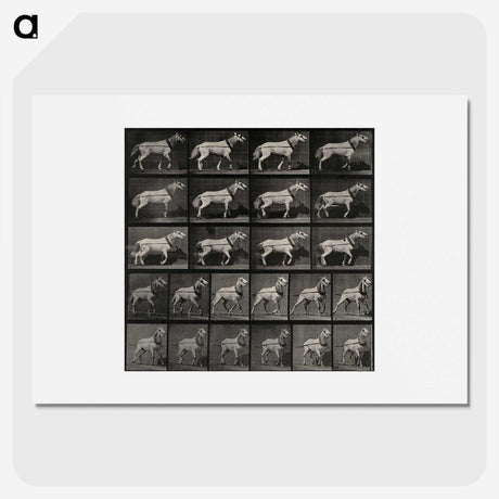 3-39_Eadweard-Muybridge_picture