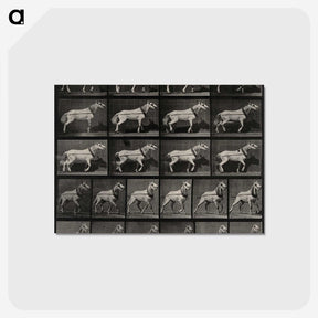 3-39_Eadweard-Muybridge_postcard