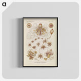 3-39_Ernst-Haeckel_blk-crop