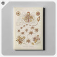 3-39_Ernst-Haeckel_canvas