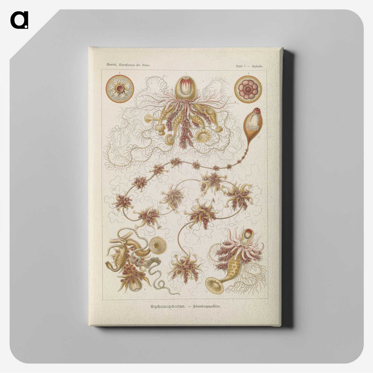 3-39_Ernst-Haeckel_canvas